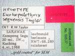 Eurhopalothrix seguensis Taylor, 1990 Label