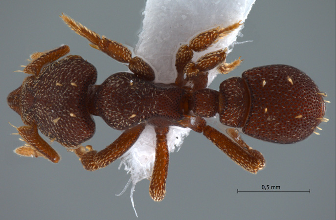 Eurhopalothrix jennya Taylor, 1990 dorsal