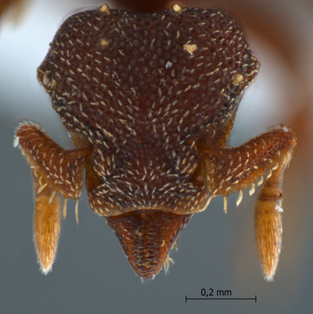 Eurhopalothrix jennya Taylor, 1990 frontal