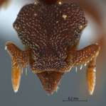 Eurhopalothrix jennya Taylor, 1990 frontal