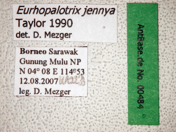 Foto Eurhopalothrix jennya Taylor, 1990 Label