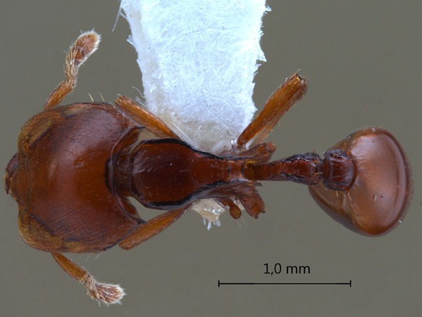 Ishakidris ascitaspis Bolton, 1984 dorsal