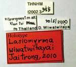 Lasiomyrma wiwatwitayai Jaitrong, 2010 Label