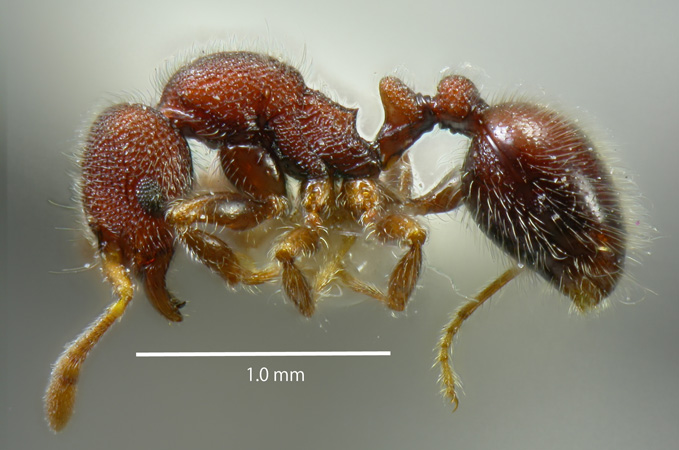 Lasiomyrma wiwatwitayai Jaitrong, 2010 lateral