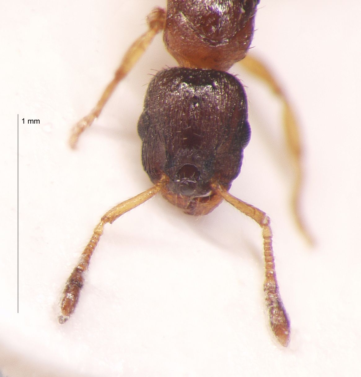 Foto Leptothorax acervorum Fabricius, 1793 frontal