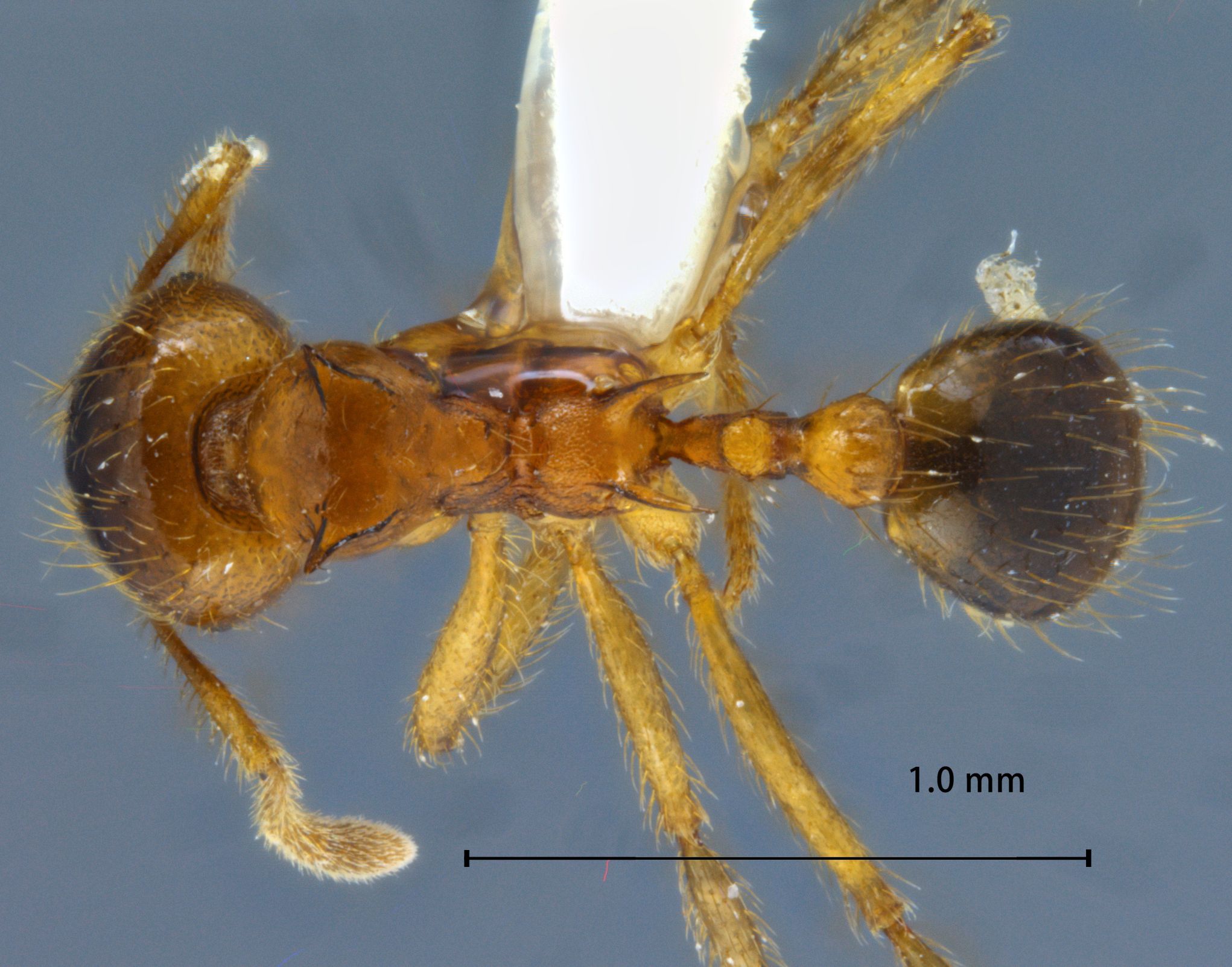 Foto Lophomyrmex birmanus Emery, 1883 dorsal