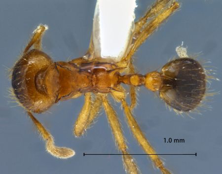 Lophomyrmex birmanus Emery, 1883 dorsal