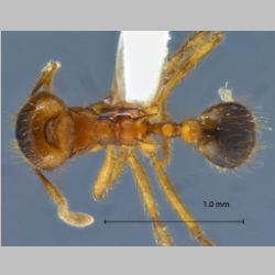 Lophomyrmex birmanus Emery, 1883 dorsal