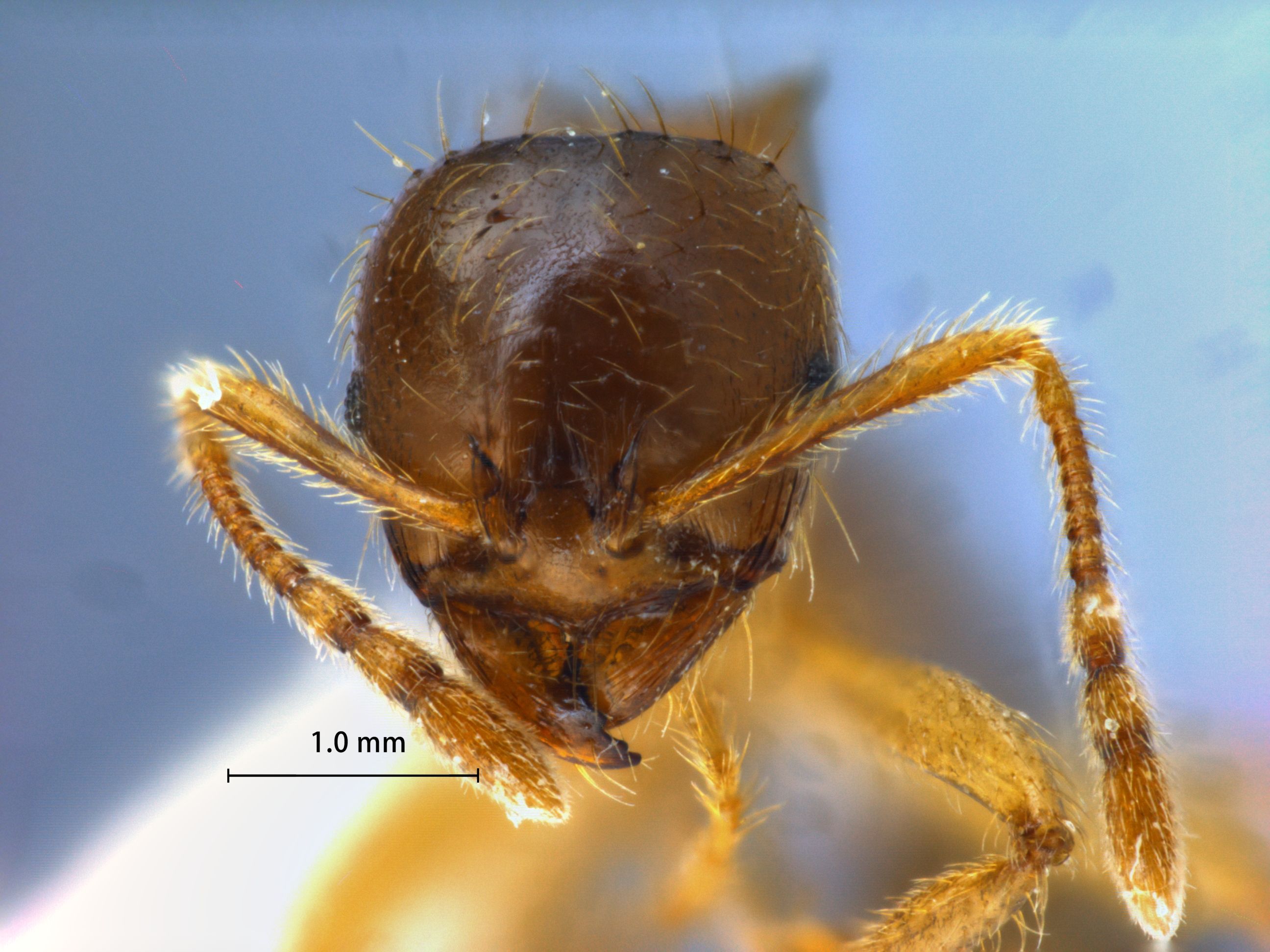 Foto Lophomyrmex birmanus Emery, 1883 frontal