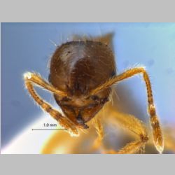 Lophomyrmex birmanus Emery, 1883 frontal