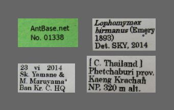 Foto Lophomyrmex birmanus Emery, 1883 Label