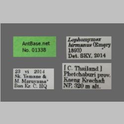 Lophomyrmex birmanus Emery, 1883 Label