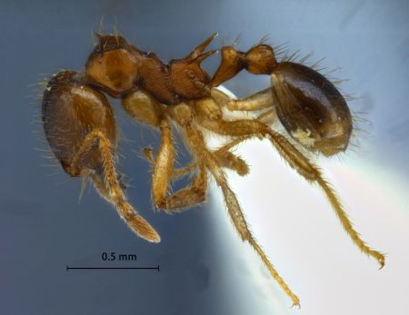 Lophomyrmex birmanus Emery, 1883 lateral