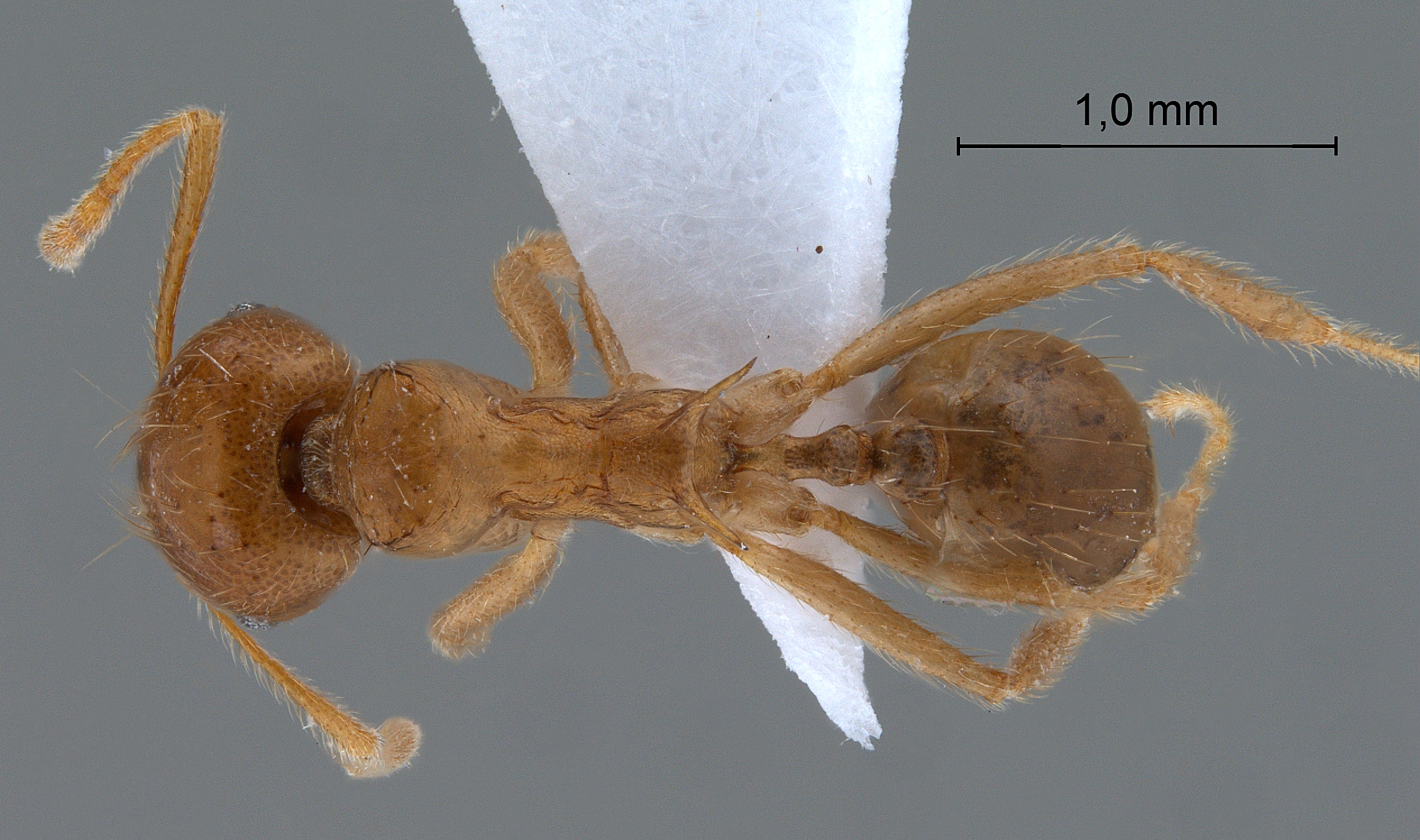 Foto Lophomyrmex bedoti Emery,1893 dorsal