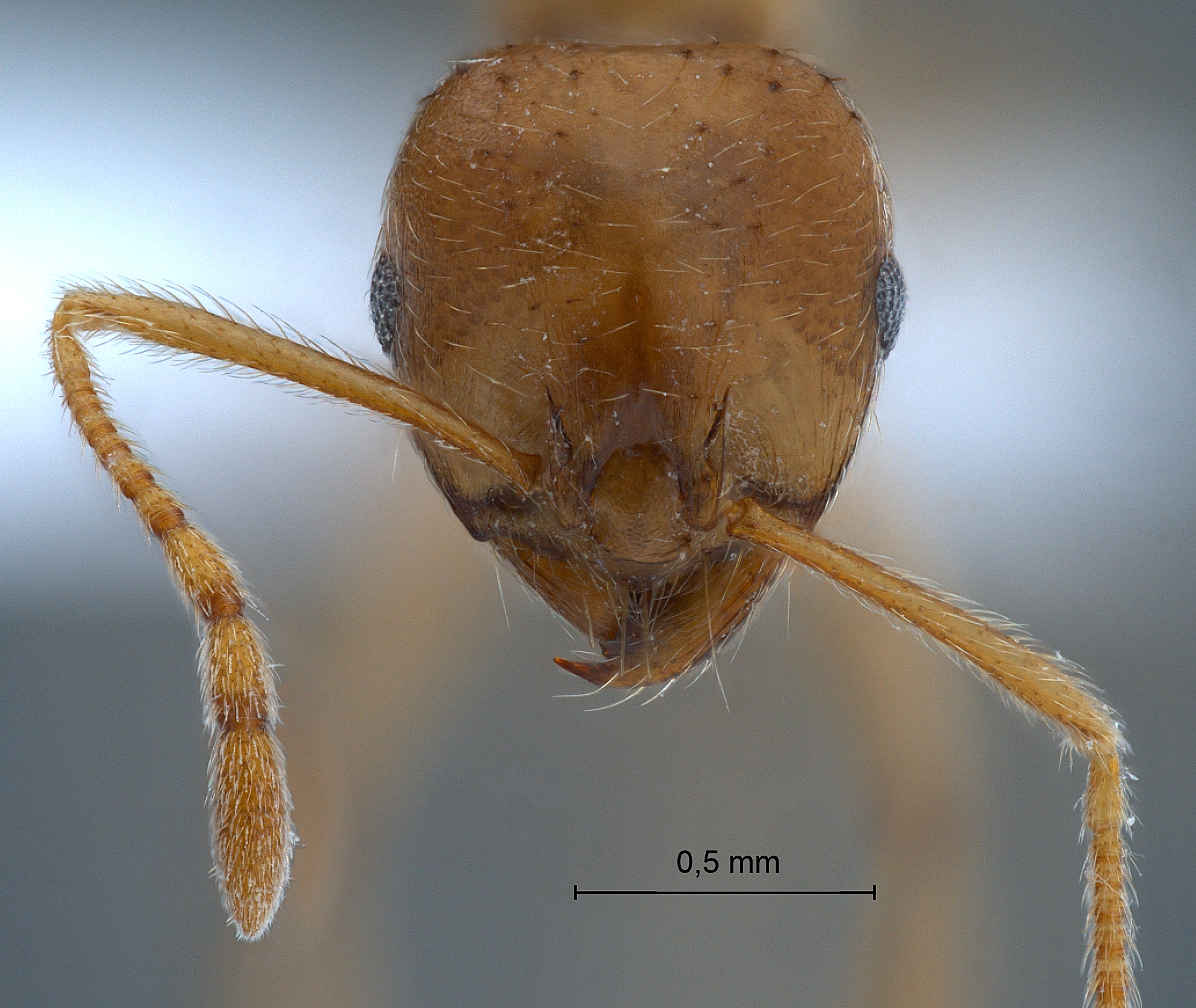 Foto Lophomyrmex bedoti Emery,1893 frontal