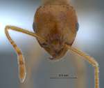 Lophomyrmex bedoti Emery,1893 frontal