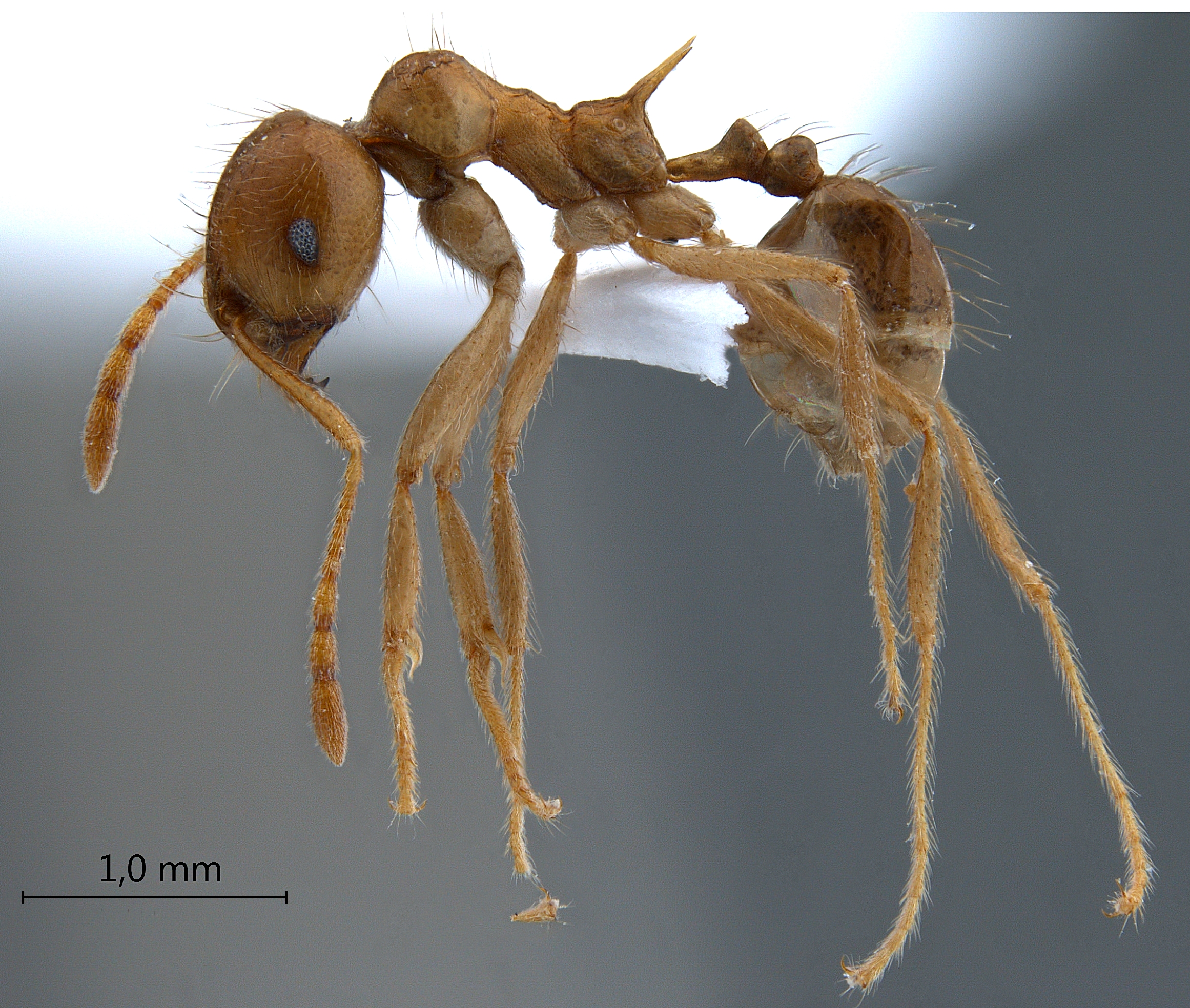 Foto Lophomyrmex bedoti Emery,1893 lateral