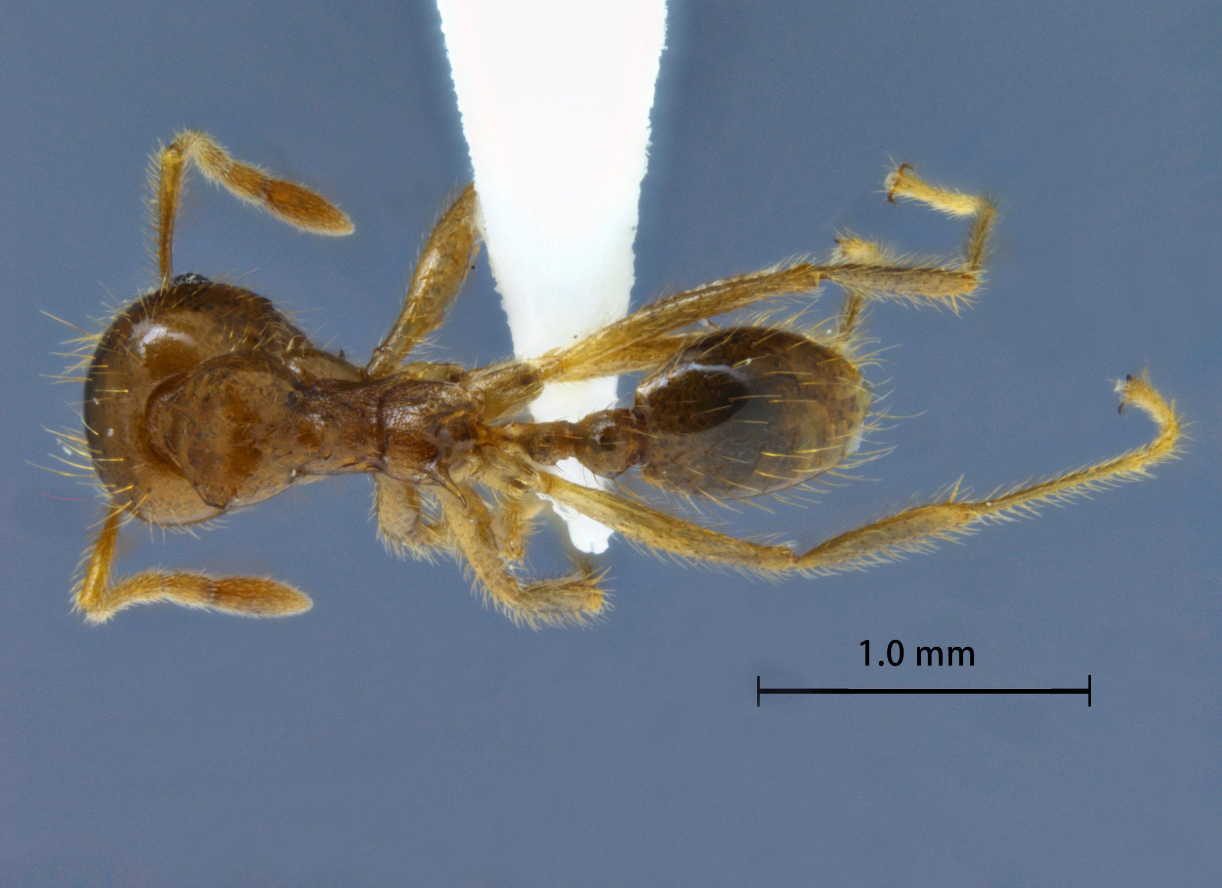 Foto Lophomyrmex indosinensis Yamane & Hosoishi, 2014 dorsal