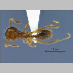 Lophomyrmex indosinensis Yamane & Hosoishi, 2014 dorsal