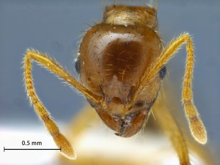 Lophomyrmex indosinensis Yamane & Hosoishi, 2014 frontal