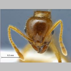 Lophomyrmex indosinensis Yamane & Hosoishi, 2014 frontal