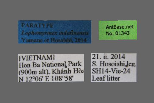 Foto Lophomyrmex indosinensis Yamane & Hosoishi, 2014 Label