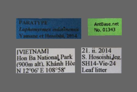 Lophomyrmex indosinensis Yamane & Hosoishi, 2014 Label