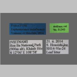 Lophomyrmex indosinensis Yamane & Hosoishi, 2014 Label