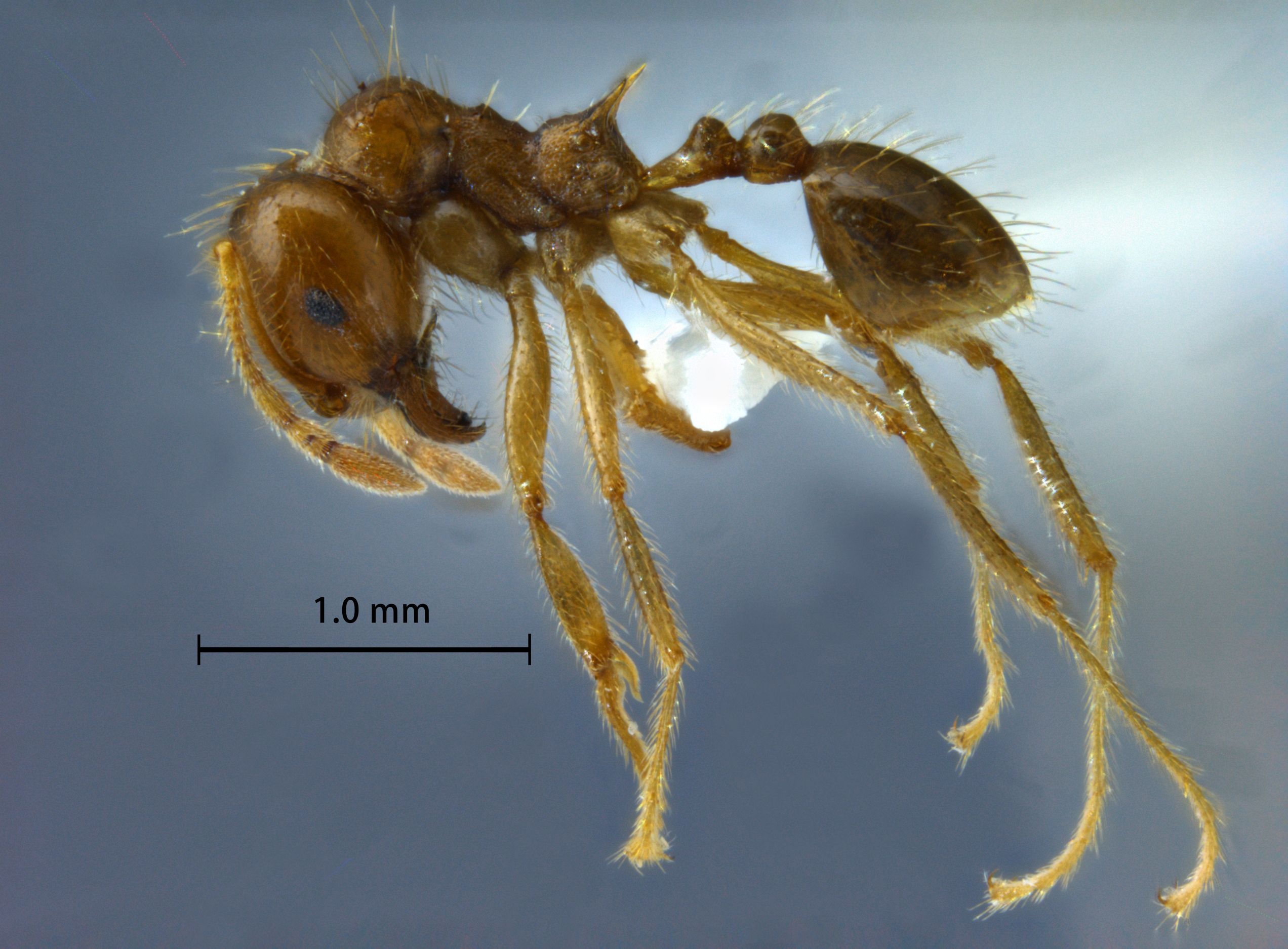 Foto Lophomyrmex indosinensis Yamane & Hosoishi, 2014 lateral