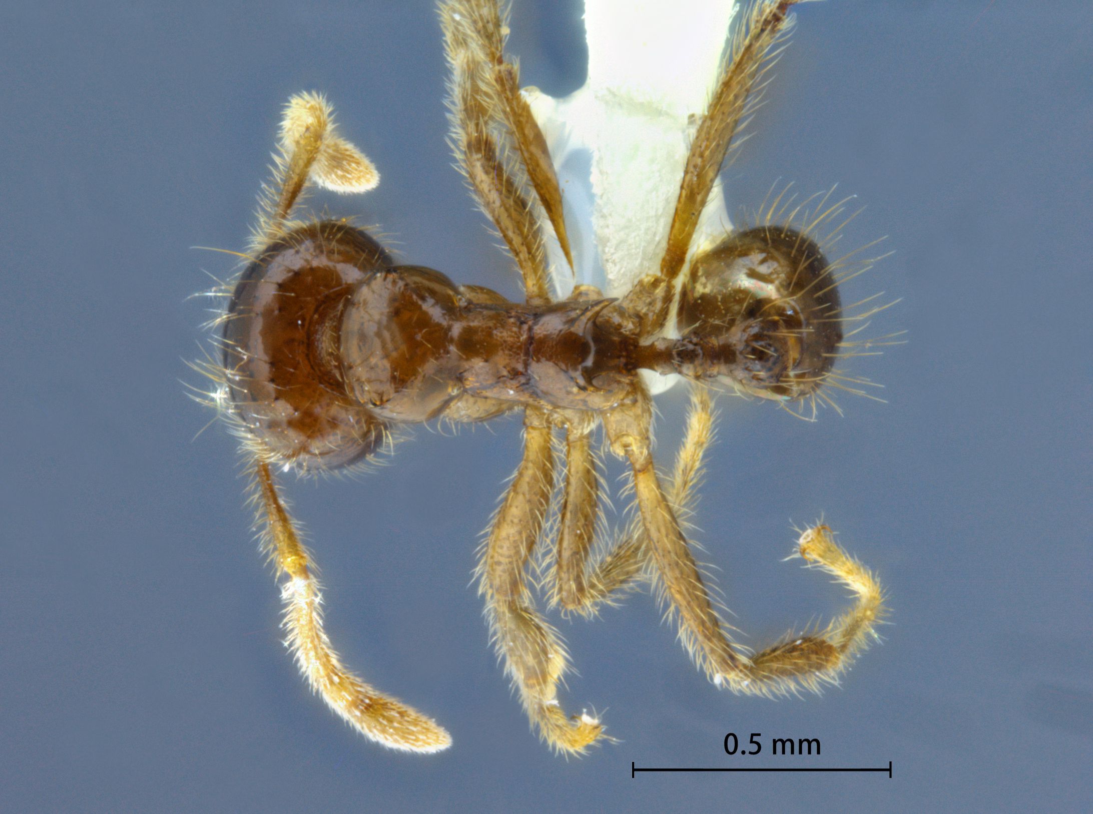 Foto Lophomyrmex lucidus Menozzi, 1930 dorsal