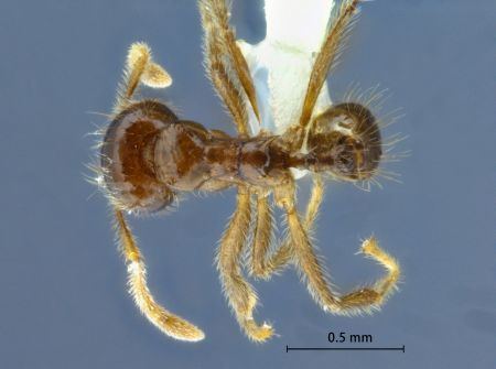 Lophomyrmex lucidus Menozzi, 1930 dorsal