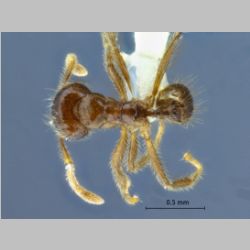 Lophomyrmex lucidus Menozzi, 1930 dorsal