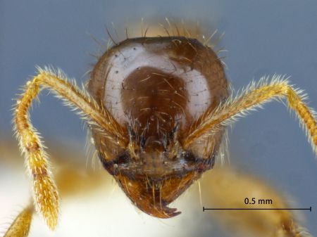 Lophomyrmex lucidus Menozzi, 1930 frontal