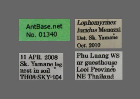 Lophomyrmex lucidus Menozzi, 1930 Label