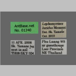 Lophomyrmex lucidus Menozzi, 1930 Label