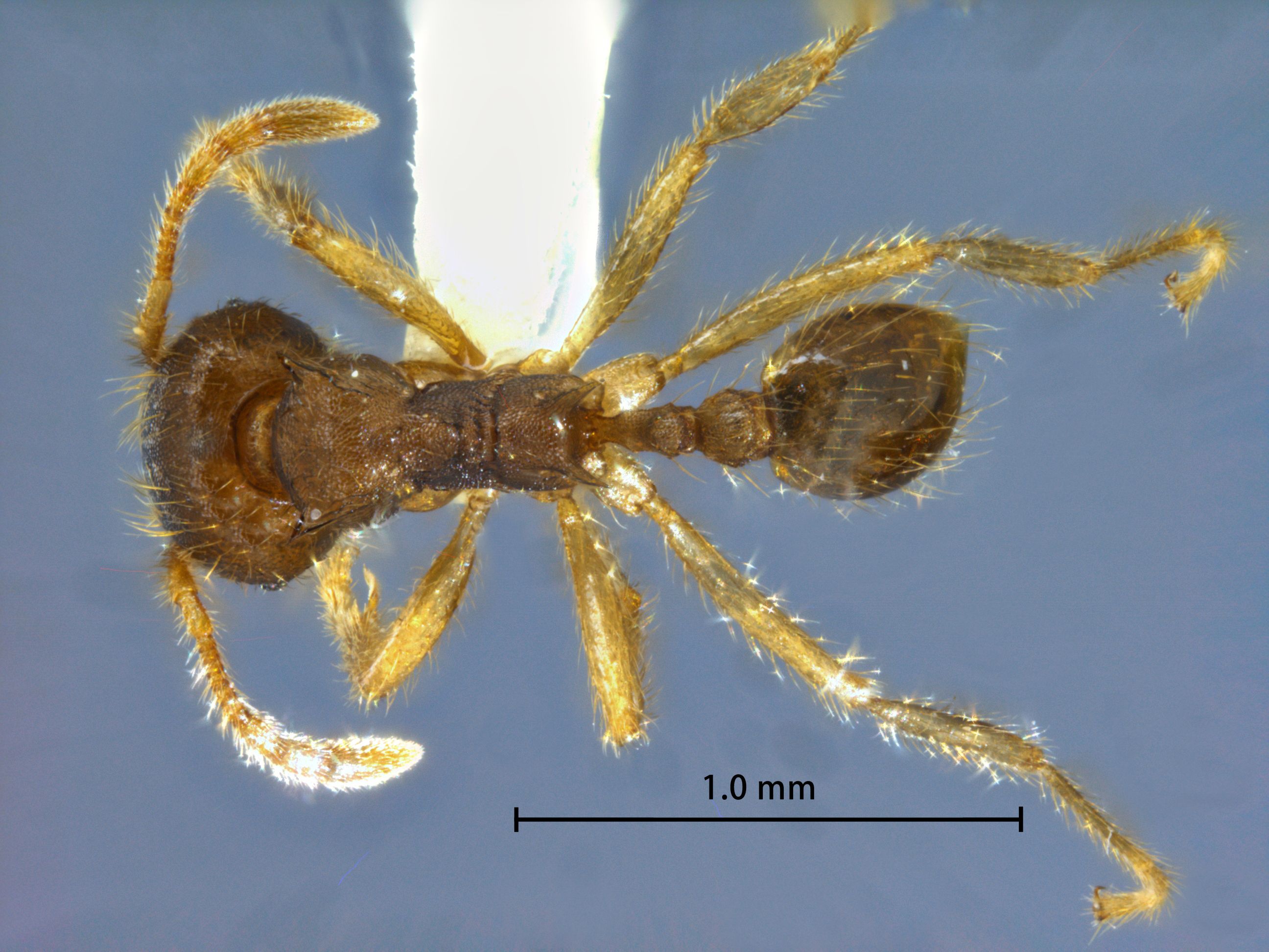 Foto Lophomyrmex opaciceps Viehmeyer, 1922 dorsal