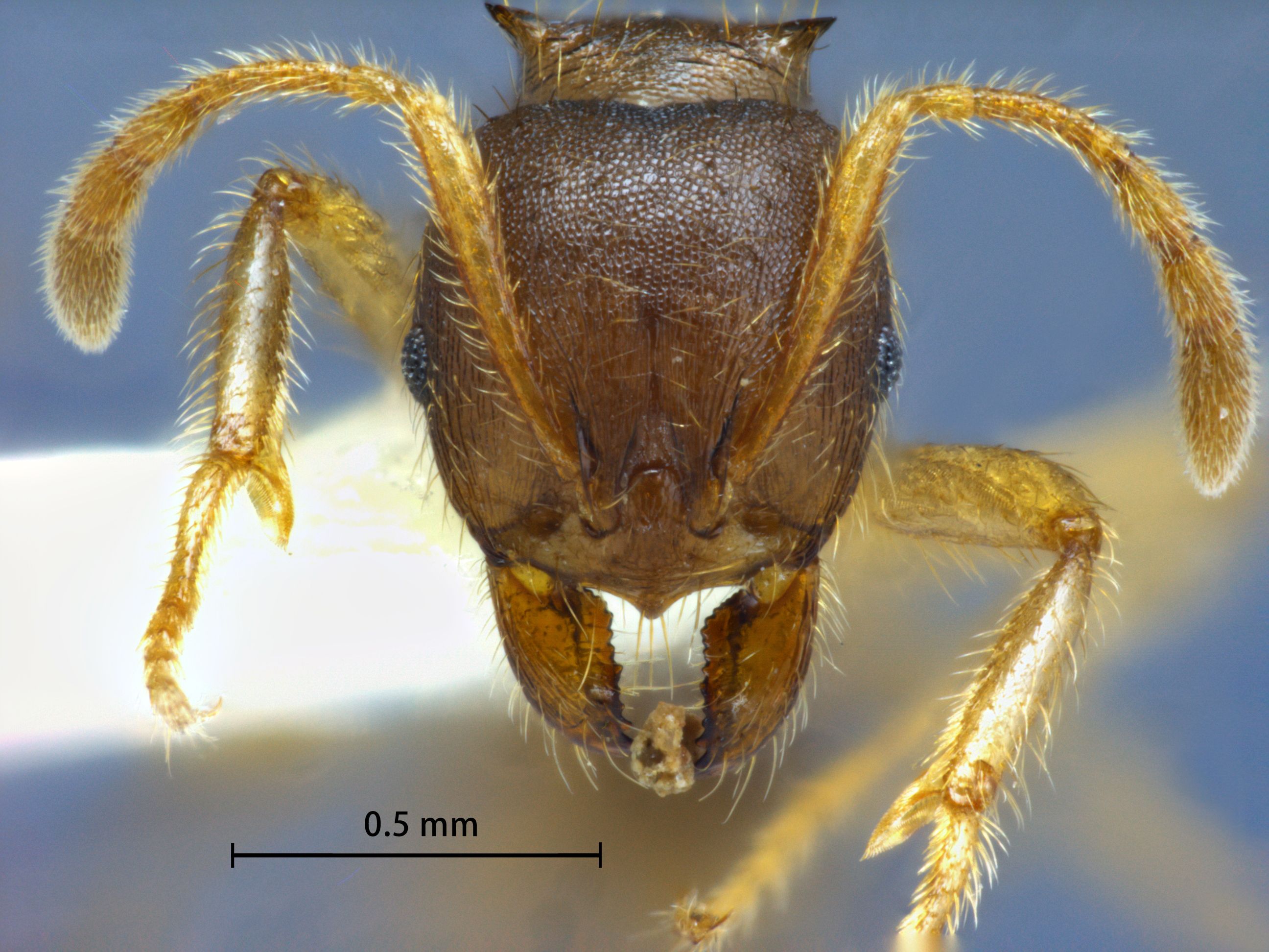 Foto Lophomyrmex opaciceps Viehmeyer, 1922 frontal