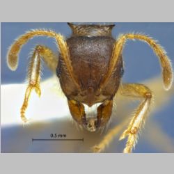 Lophomyrmex opaciceps Viehmeyer, 1922 frontal