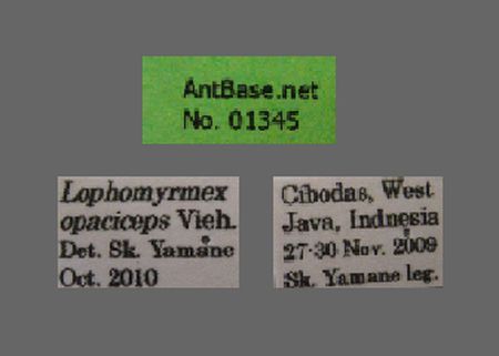 Lophomyrmex opaciceps Viehmeyer, 1922 Label