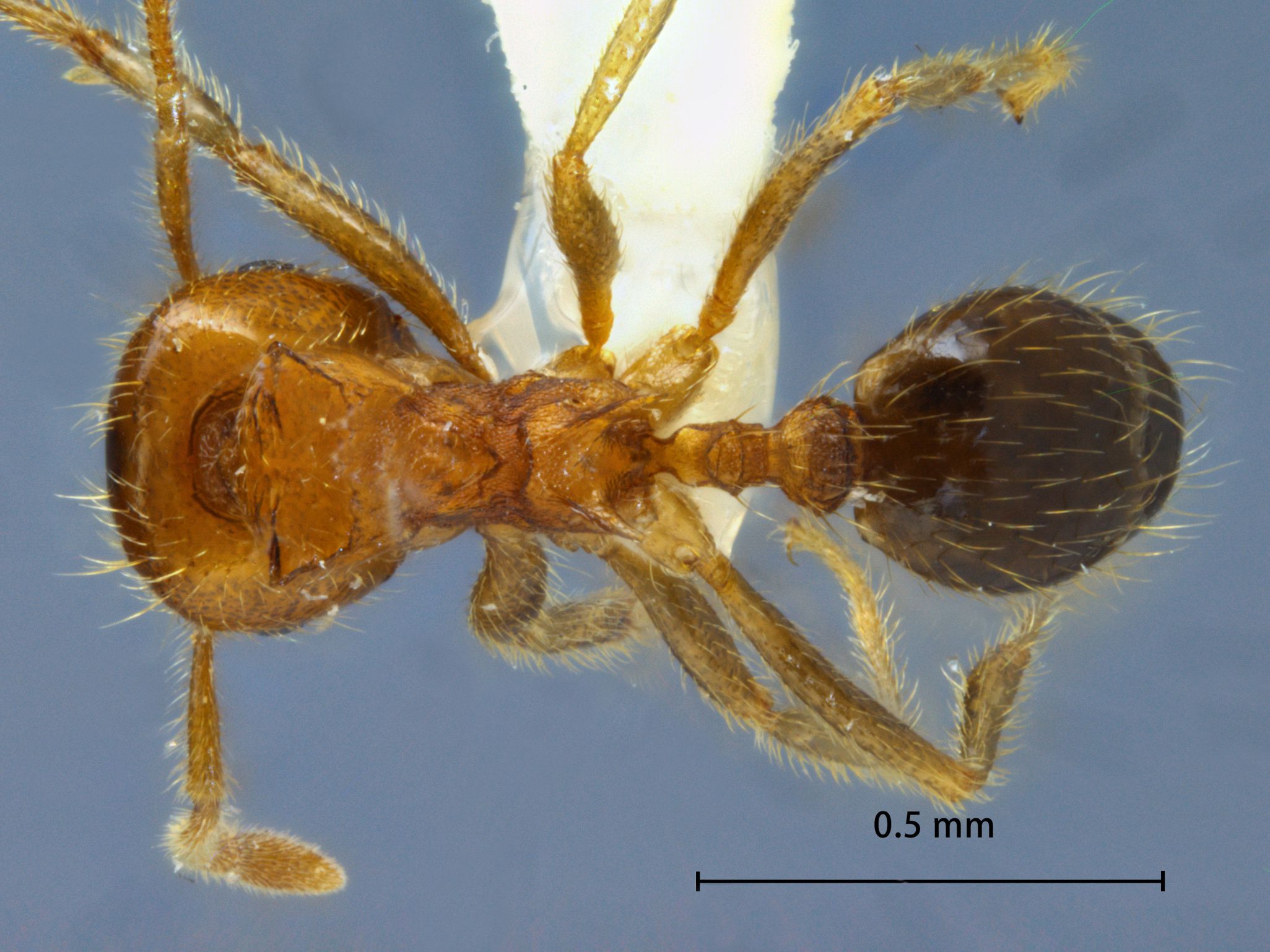 Foto Lophomyrmex quadrispinosus Jerdon, 1851 dorsal