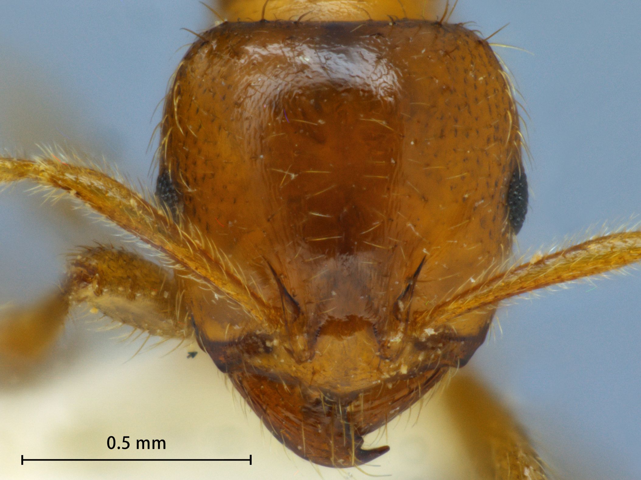 Foto Lophomyrmex quadrispinosus Jerdon, 1851 frontal