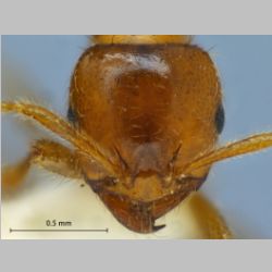 Lophomyrmex quadrispinosus Jerdon, 1851 frontal