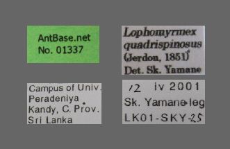 Foto Lophomyrmex quadrispinosus Jerdon, 1851 Label