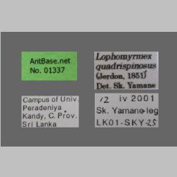 Lophomyrmex quadrispinosus Jerdon, 1851 Label