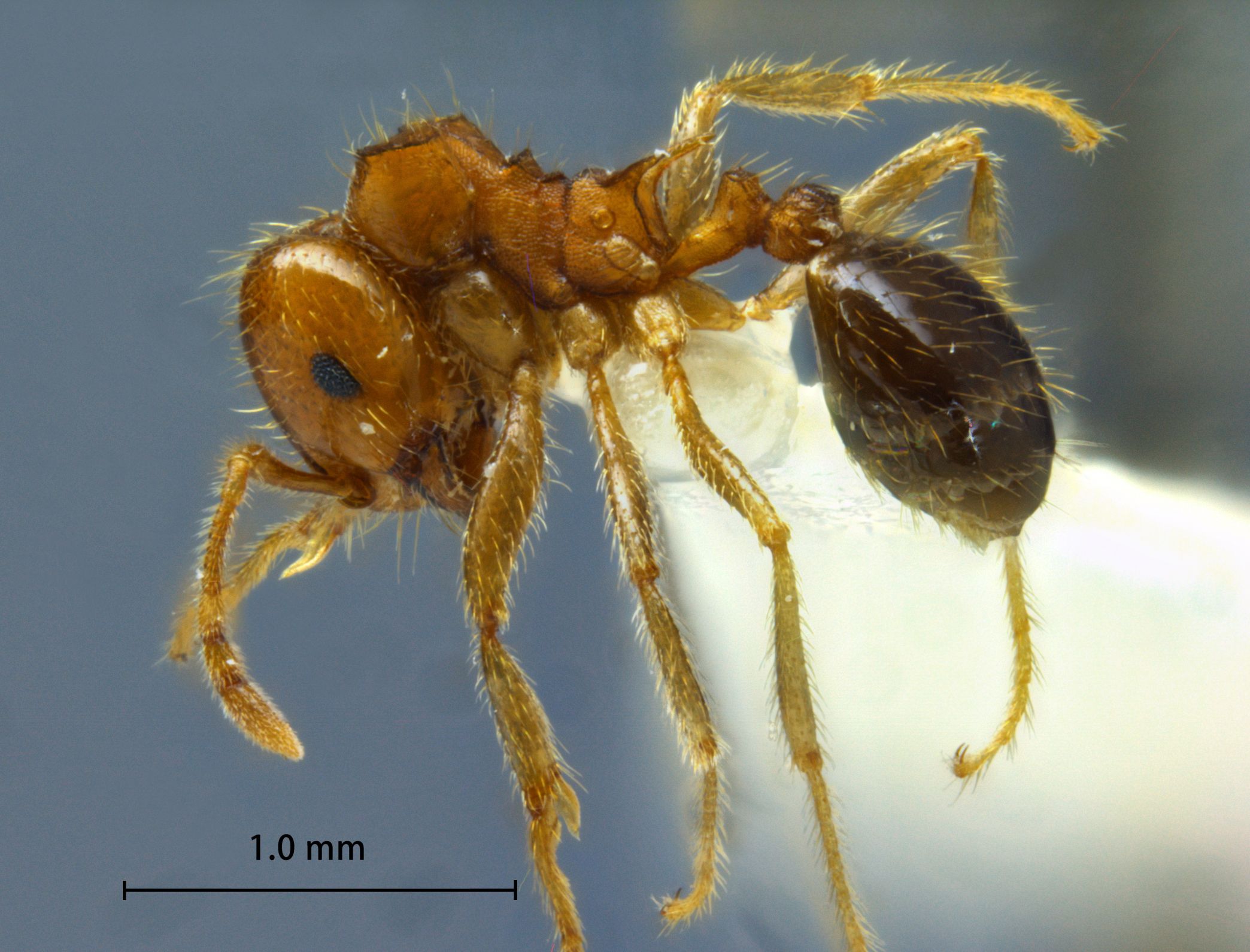 Foto Lophomyrmex quadrispinosus Jerdon, 1851 lateral