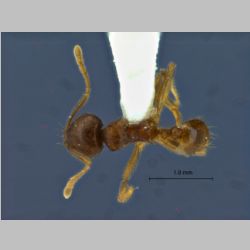 Lophomyrmex striatulus Rigato dorsal