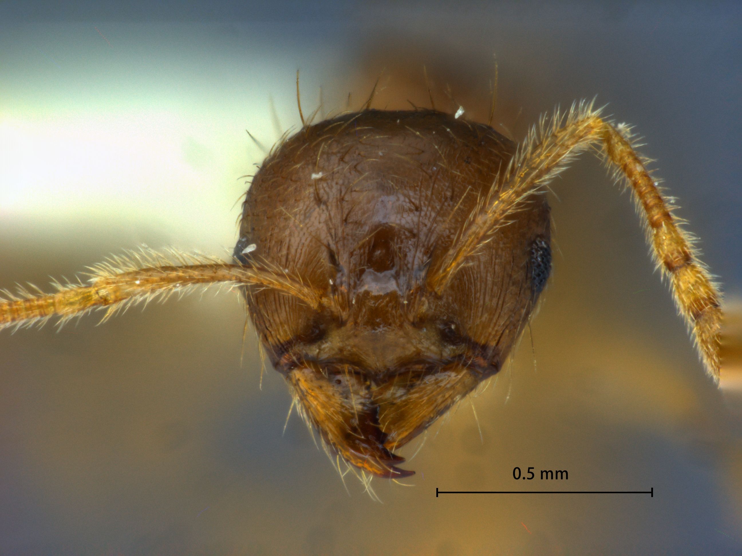 Foto Lophomyrmex striatulus Rigato frontal