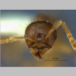 Lophomyrmex striatulus Rigato frontal