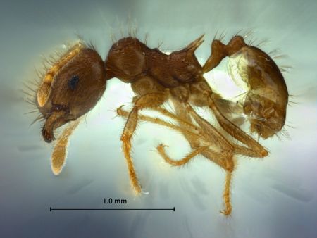 Lophomyrmex striatulus Rigato lateral