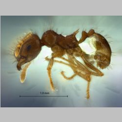 Lophomyrmex striatulus Rigato lateral